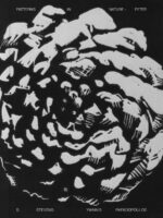 Patterns in Nature - Peter S. Stevens